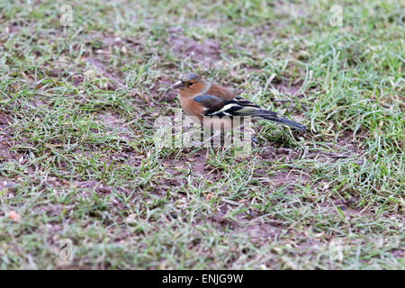 - Fringilla coelebs Chaffinch mâle sur le terrain. Banque D'Images
