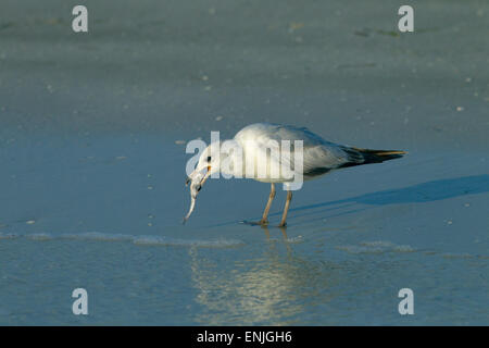 Ring-billed Gull Larus delawarensis se nourrissant de tide-line Gulf Coast Florida USA Banque D'Images