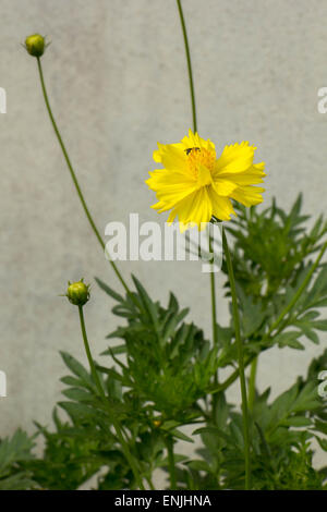 Fleurs jaunes, feuilles vertes avec des abeilles. Banque D'Images