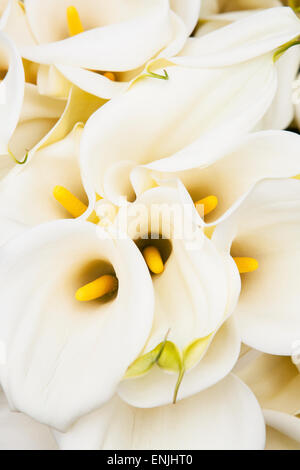 Des lis calla blancs au Farmers Market, Santa Barbara, Californie, États-Unis d'Amérique Banque D'Images