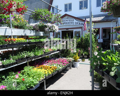 Coopérative des fermiers de Greenfield échange vend des plantes Fleurs et de légumes à l'été. Greenfield, Massachusetts. Banque D'Images