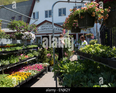 Coopérative des fermiers de Greenfield échange vend des plantes Fleurs et de légumes à l'été. Greenfield, Massachusetts. Banque D'Images