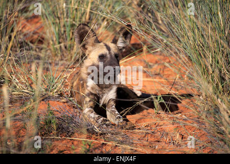 Chien sauvage d'Afrique (Lycaon pictus), adulte, le mensonge, le Kuruman, Désert du Kalahari, North Cape, Afrique du Sud Banque D'Images