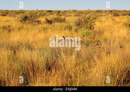 Lycaons (Lycaon pictus), pack, adulte, chasse dans les hautes herbes, Kuruman, Désert du Kalahari, le Cap Nord Banque D'Images