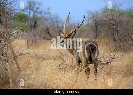 Cobe à croissant (Kobus ellipsiprymnus), adulte, homme, Kruger National Park, Afrique du Sud Banque D'Images