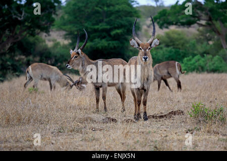 Waterbucks (Kobus ellipsiprymnus), adulte, homme, groupe, Kruger National Park, Afrique du Sud Banque D'Images