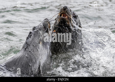 Les jeunes phoques à fourrure antarctique (Arctocephalus gazella) simulation de combats dans le port de Grytviken, en Géorgie du Sud, régions polaires Banque D'Images