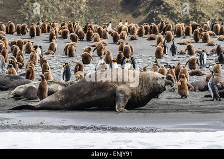 Éléphant de mer du sud (Mirounga leonina) taureaux de charge sur la plage de Gold Harbour, Géorgie du Sud, régions polaires Banque D'Images