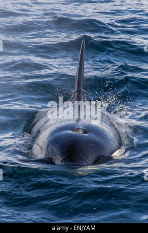 Type d'adultes un épaulard (Orcinus orca) surfacing dans le détroit de Gerlache, l'Antarctique, régions polaires Banque D'Images