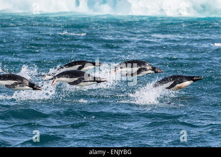 Les manchots Adélie (Pygoscelis adeliae) marsouinage en mer à Brown Bluff, l'Antarctique, dans le sud de l'océan, les régions polaires Banque D'Images