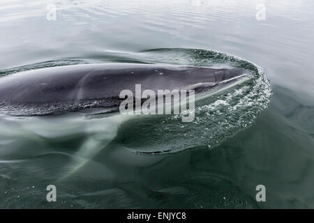 Un curieux petit rorqual de l'Antarctique (Balaenoptera bonaerensis) dans Neko Harbour, l'Antarctique, régions polaires Banque D'Images