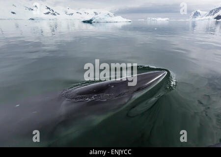 Un curieux petit rorqual de l'Antarctique (Balaenoptera bonaerensis), approches le zodiaque dans Neko Harbour, l'Antarctique, régions polaires Banque D'Images