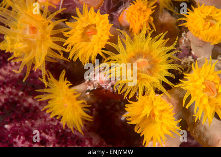 Cave (corail Tubastrea Dendrophyllidae sp.) (polypes) et l'alimentation prolongée la nuit, Queensland, Australie, Pacifique Banque D'Images