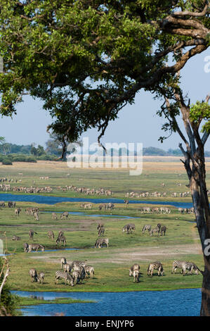 Zèbres de Burchell (Equus burchelli), Chobe National Park, Botswana, Africa Banque D'Images