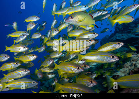 Scolarité à rayures jaune (goatfish Mulloidichthys vanicolensis). Grande Barrière de Corail, Queensland, Australie, Pacifique Banque D'Images