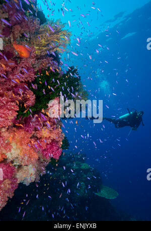 Poissons de récif coloré orange et violet (anthias sp.) en plus, avec des coraux durs et mous sur le mur du récif, Queensland, Australie, Pacifique Banque D'Images