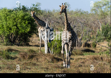 Le sud de girafes (Giraffa camelopardalis), concession Khwai, Okavango Delta, Botswana, Africa Banque D'Images