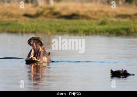 Hippopotame (Hippopotamus amphibius), concession Khwai, Okavango Delta, Botswana, Africa Banque D'Images