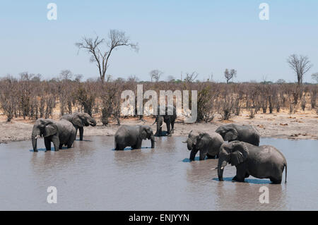 Les éléphants d'Afrique (Loxodonta africana), concession Khwai, Okavango Delta, Botswana, Africa Banque D'Images