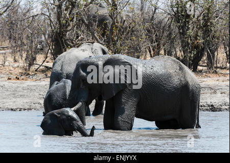 Les éléphants d'Afrique (Loxodonta africana), concession Khwai, Okavango Delta, Botswana, Africa Banque D'Images