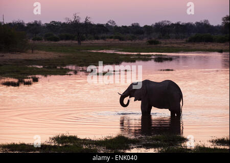 L'éléphant africain (Loxodonta africana), concession Khwai, Okavango Delta, Botswana, Africa Banque D'Images