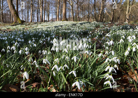 Perce-neige dans les bois, près de Stow-on-the-Wold, Cotswolds, Gloucestershire, Angleterre, Royaume-Uni, Europe Banque D'Images