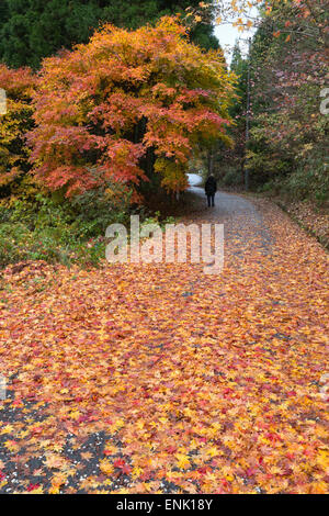 Les feuilles d'automne le long de la vieille route Nakasendo, Magome, la vallée de Kiso de Nakasendo, Honshu central, le Japon, l'Asie Banque D'Images