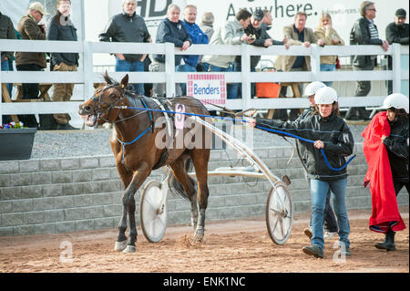 Papagayo cheval norvégien E dans le cercle des gagnants après avoir remporté Kjell P Dahlström memorial race à Mantorp en Suède Banque D'Images