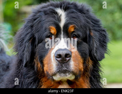 Bernese Mountain Dog Head Banque D'Images