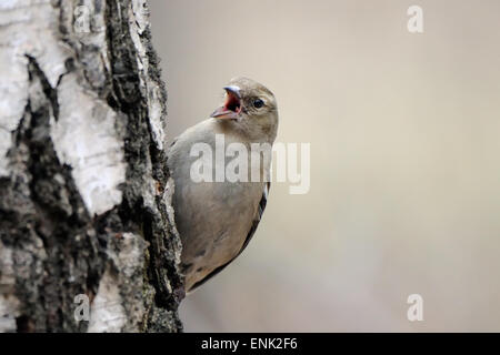 Femme pleurer Chaffinch sur Birch Tree dans parc de Moscou, Russie Banque D'Images