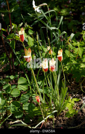 Les tulipes, les Commandos, Bridgend, Vale of Glamorgan, Pays de Galles, Royaume-Uni. Banque D'Images