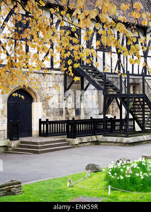 Hêtre le feuillage à l'Hospitium au printemps Musée Jardins York Yorkshire Angleterre Banque D'Images