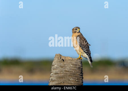 Buteo lineatus, red-shouldered hawk Banque D'Images