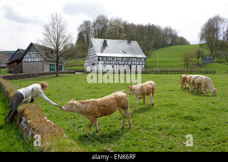 Femme nourrir le bétail en face d'une maison à ossature en Niederhelden, Sauerland, Rhénanie-du-, Allemagne Banque D'Images