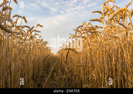 Champ de blé prêt à être récolté dans un champ agricole croissante Banque D'Images