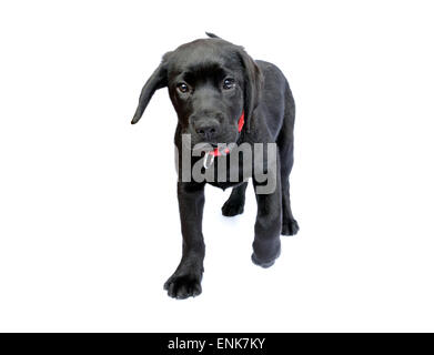 Mignon chiot Labrador noir marchant vers nous découper isolé sur fond blanc Banque D'Images