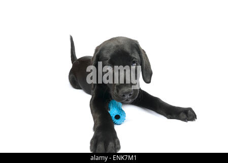 Mignon chiot Labrador noir à jouer avec un jouet os en caoutchouc Banque D'Images