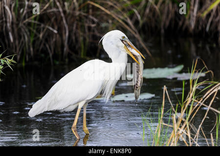 Grand Héron blanc (alias grand héron), Everglades, Floride Banque D'Images