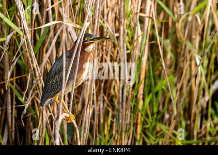 Héron vert, Butorides virescens, Everglades, Floride Banque D'Images