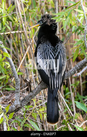 Anhinga anhinga anhinga, l'eau, la Turquie, l'Everglades, Florida Banque D'Images