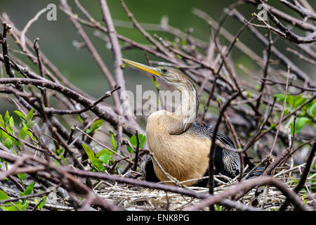 Anhinga anhinga anhinga, l'eau, la Turquie, wakodahatchee, Floride Banque D'Images