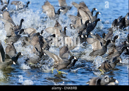 Foulque, Fulica americana, Merritt Island, Florida- Banque D'Images