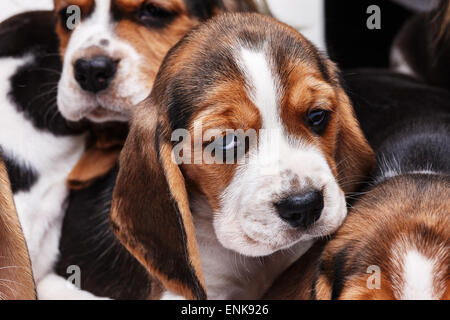 Beagle chiot triste, j'ai un mois. Museau chiot close-up Banque D'Images