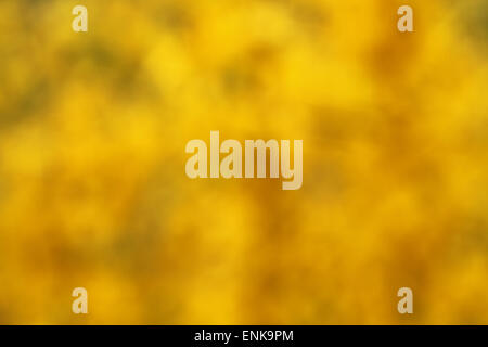 Bokeh Abstract background, jaune, vert et brun Banque D'Images