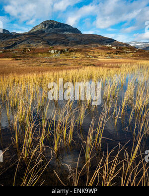 Dans les montagnes au sud de Haukelifjell Haukeliseter, Norvège Banque D'Images