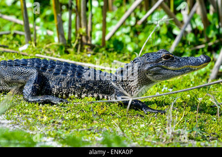 Alligator mississippiensis, alligator, Viera, Florida Banque D'Images