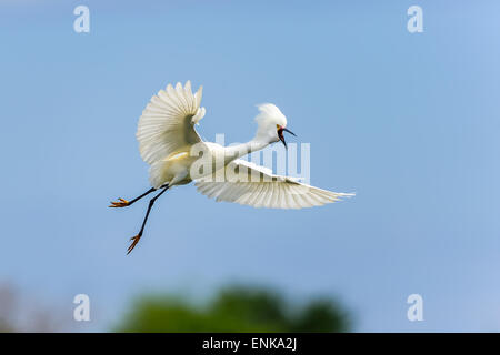 Aigrette neigeuse Egretta thula, wakodahatchee, Floride, Banque D'Images