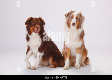 Bergers Australiens, rouge-tri et rouge-merle|bergers australiens, Rueden, rouge-tri-merle rouge und Banque D'Images