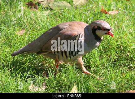 Partridge Alectoris chukar asiatiques (chukar) Banque D'Images