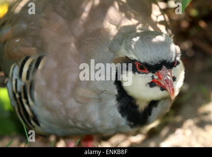 Partridge Alectoris chukar asiatiques (chukar) libre de la tête Banque D'Images